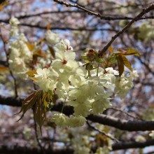 美の山（皆野町／秩父市）