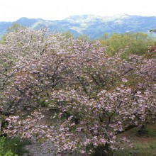 美の山・八重桜（皆野町／秩父市）