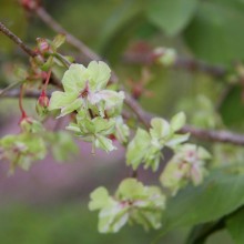 美の山・八重桜（皆野町／秩父市）