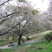 美の山・八重桜（皆野町／秩父市）