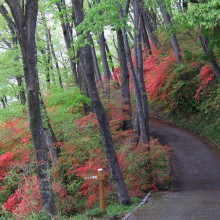 美の山ヤマツツジ