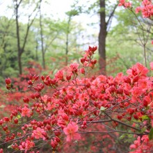 美の山ヤマツツジ