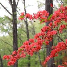 美の山ヤマツツジ