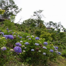 美の山アジサイ