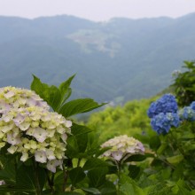 美の山アジサイ