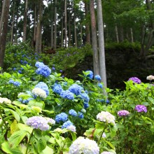 金沢浦山アジサイ