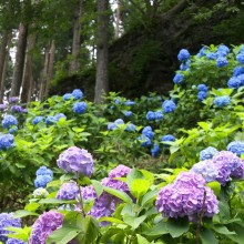 金沢浦山アジサイ