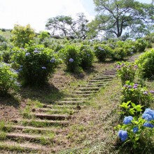 美の山アジサイ