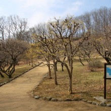 秩父ミューズパーク梅園