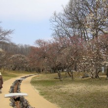 秩父ミューズパーク梅園