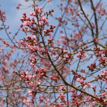 長瀞町大手の桜