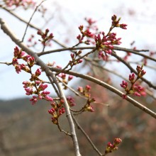 長瀞町大手の桜