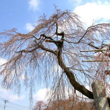 長瀞町法善寺しだれ桜