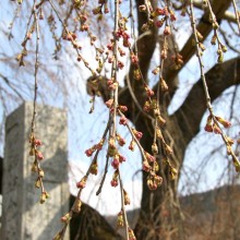 長瀞町法善寺しだれ桜