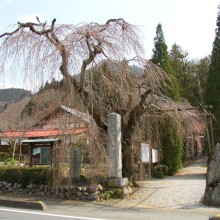 長瀞町法善寺しだれ桜