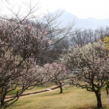 秩父ミューズパーク梅園