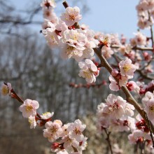 秩父ミューズパーク梅園