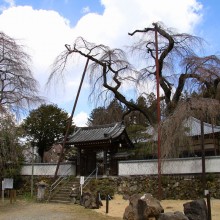 清雲寺しだれ桜