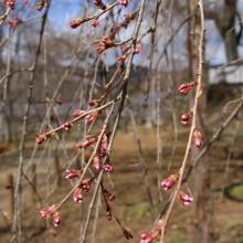 清雲寺しだれ桜