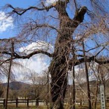 清雲寺しだれ桜