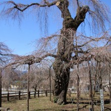 清雲寺のしだれ桜