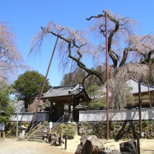 清雲寺のしだれ桜