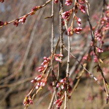 清雲寺のしだれ桜