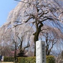 清雲寺しだれ桜