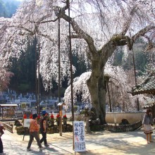 清雲寺しだれ桜