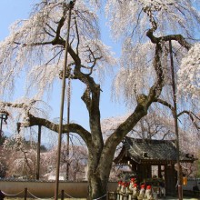 清雲寺しだれ桜