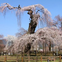 清雲寺しだれ桜