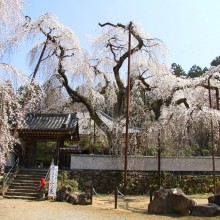 清雲寺しだれ桜