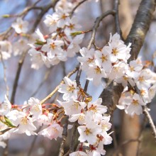 清雲寺しだれ桜