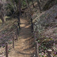 弟富士カタクリ園