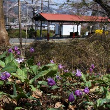 弟富士カタクリ園