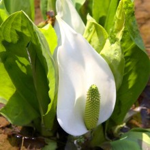 荒川日野・水芭蕉