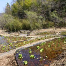 荒川日野・水芭蕉