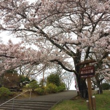 美の山公園・桜