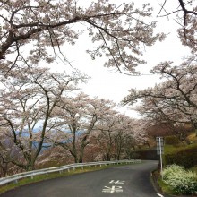 美の山公園・桜