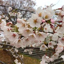 美の山公園・桜