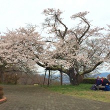 美の山公園・桜