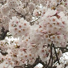 美の山公園・桜