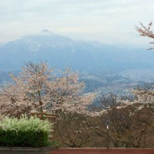 美の山公園・桜