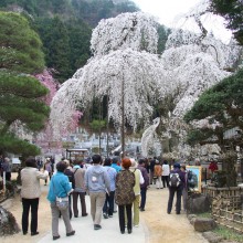 清雲寺のしだれ桜（秩父市）