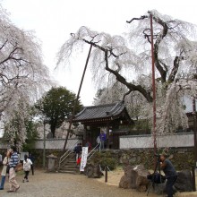 清雲寺のしだれ桜（秩父市）