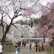 清雲寺のしだれ桜（秩父市）