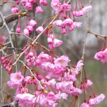 清雲寺のしだれ桜（秩父市）