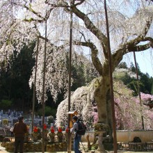 清雲寺のしだれ桜