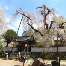 清雲寺のしだれ桜