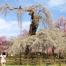 清雲寺のしだれ桜